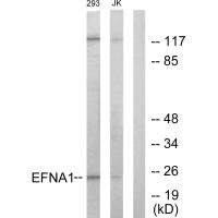 EFNA1 antibody