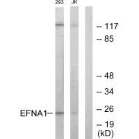 EFNA1 Antibody