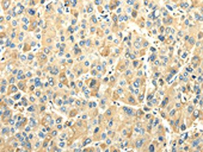 EFNA3 Antibody