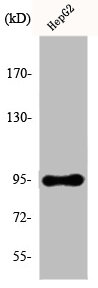 EFNA4 Antibody