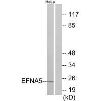 EFNA5 antibody