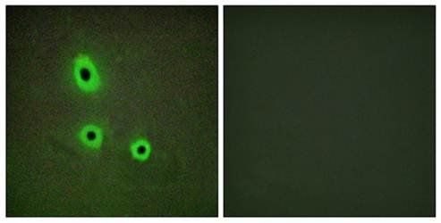 EFNA5 antibody