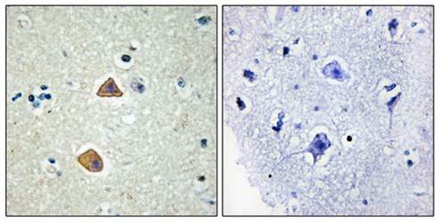 EFNA5 Antibody