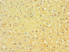 EFNB1 Antibody