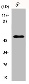 EFNB1 antibody