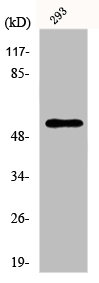 EFNB1/EFNB2 Antibody