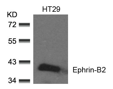 EFNB2 (Ab-330) antibody