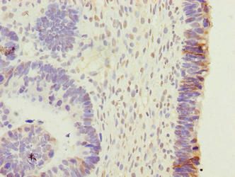 EFR3B Antibody