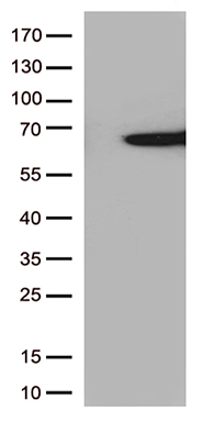 EGF Antibody