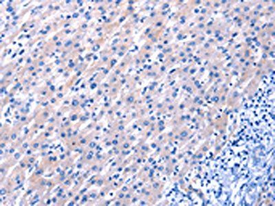 EGF Antibody