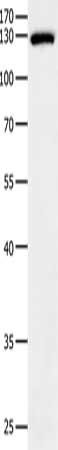 EGF Antibody