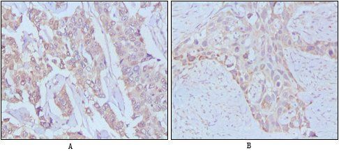 EGF Antibody