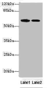 EGFL6 antibody