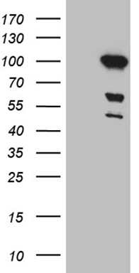 EGFL7 Antibody