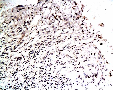 EGFL7 Rabbit Polyclonal Antibody