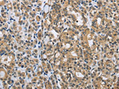 EGFL8 Antibody