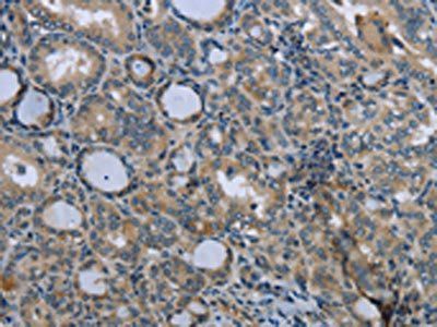 EGFL8 Antibody