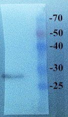 EGFP antibody