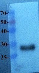 EGFP antibody