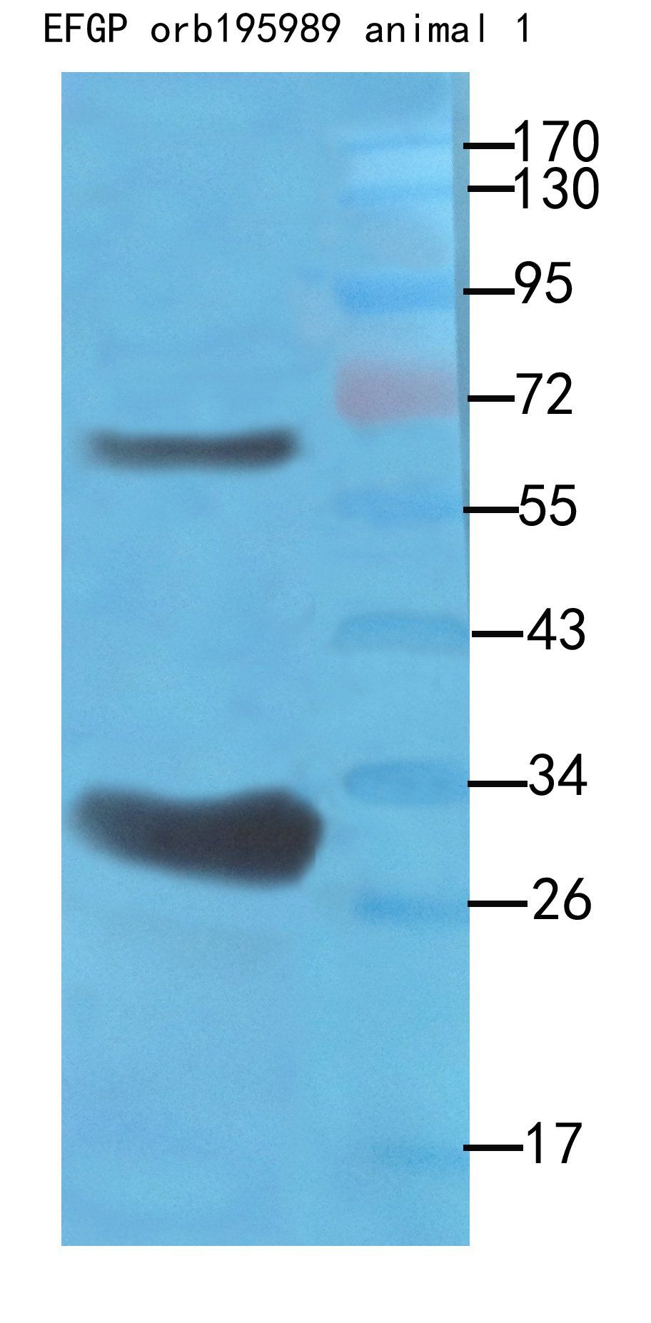 EGFP antibody