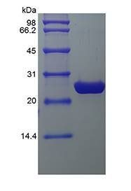 eGFP protein