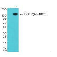 EGFR (Ab-1026) Antibody