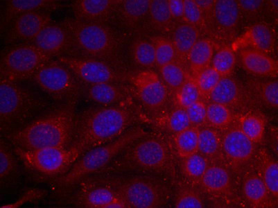 EGFR (Ab-1070) Antibody