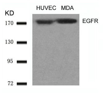 EGFR (Ab-1070) Antibody