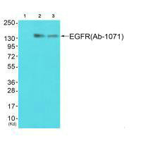 EGFR (Ab-1071) Antibody