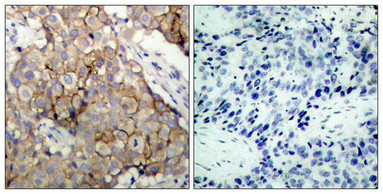 EGFR (Ab-1092) Antibody
