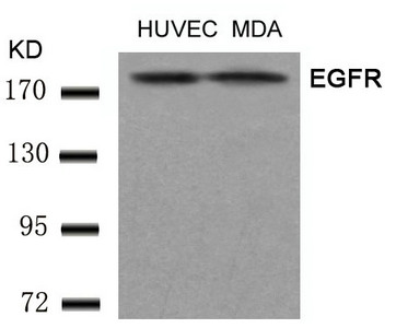 EGFR (Ab-1197) Antibody