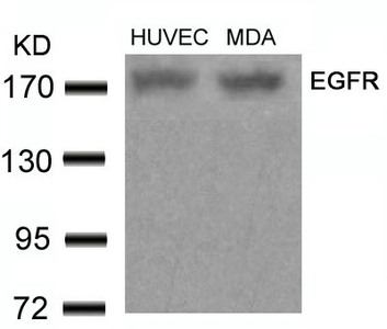 EGFR (Ab-678) Antibody