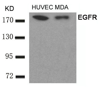 EGFR (Ab-693) Antibody