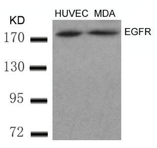 EGFR (Ab-869) Antibody