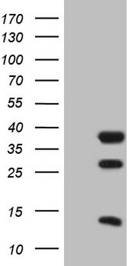 EGFR Antibody
