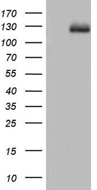 EGFR Antibody