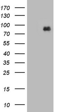 EGFR Antibody