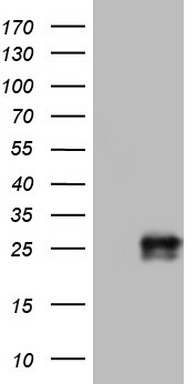 EGFR Antibody