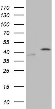 EGFR Antibody