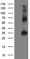 EGFR Antibody
