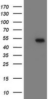 EGFR Antibody