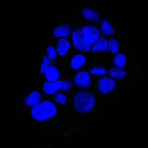 EGFR antibody