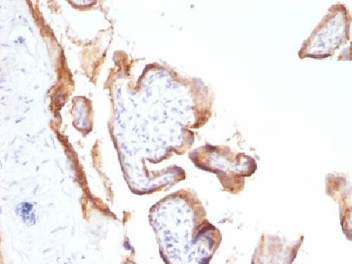 EGFR (Epidermal Growth Factor Receptor) Antibody