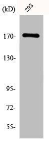 EGFR Antibody