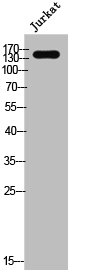 EGFR Antibody