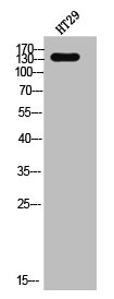 EGFR Antibody