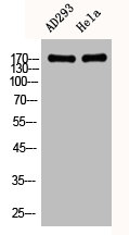 EGFR Antibody