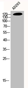 EGFR Antibody