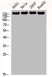 EGFR Antibody