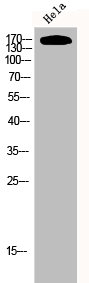 EGFR Antibody